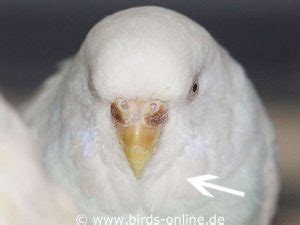 Junge Wellensittiche Erkennen Birds Online