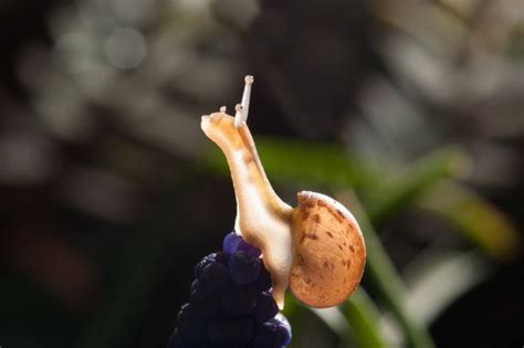 Snails Breathing Explained How Do They Do It