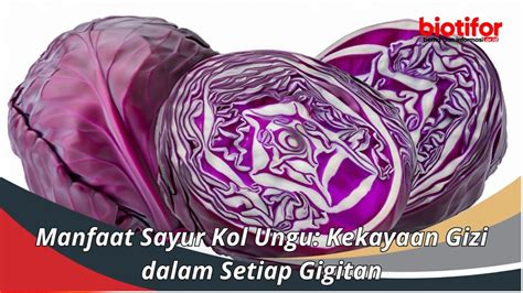 Manfaat Sayur Kol Ungu Kekayaan Gizi Dalam Setiap Gigitan Biotifor