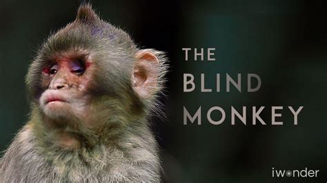 Watch Blind Monkey Online: Free Streaming & Catch Up TV in Australia ...