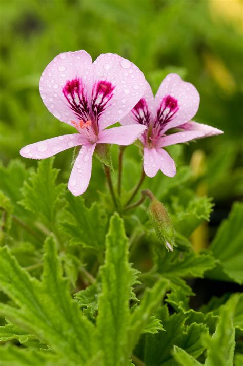 How To Plant And Grow Scented Geranium