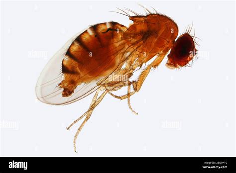 Vinegar Fly Fruit Fly Drosophila Melanogaster Light Microscopy