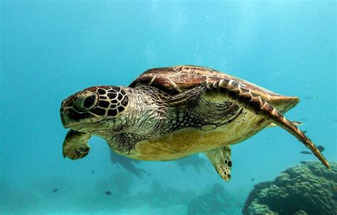 Méditerranée Pourquoi Les Tortues Pondent Elles De Plus En Plus Sur Les Côtes Françaises