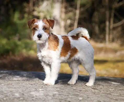 Spotted Dog Breeds 16 Puppies With Spotted Coats