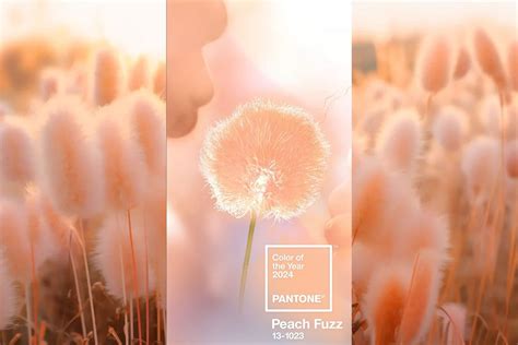 Pantone Announces Peach Fuzz A Shade Of Peach As The Color Of 2024