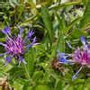 Centaurea Species Mountain Bluet Mountain Cornflower Perennial