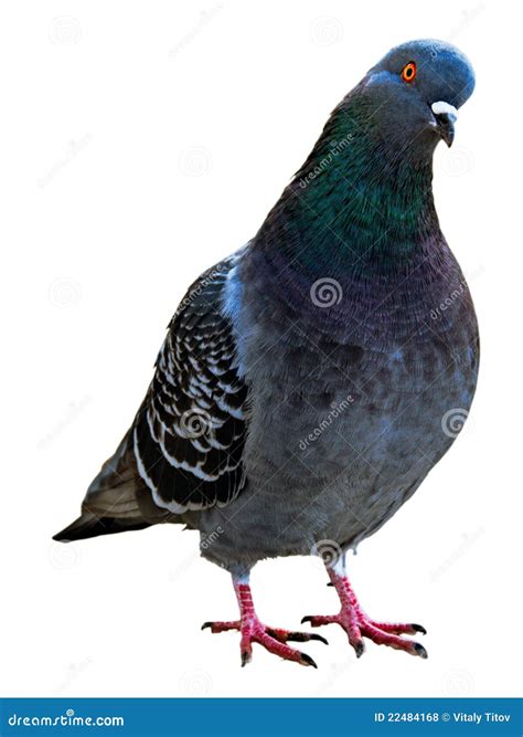 Isolated Pigeon stock photo. Image of dove, funny, friendship - 22484168