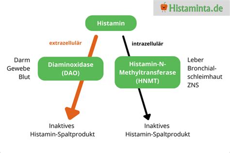 Histaminabbau Was Ist Diaminoxidase Dao Histaminta