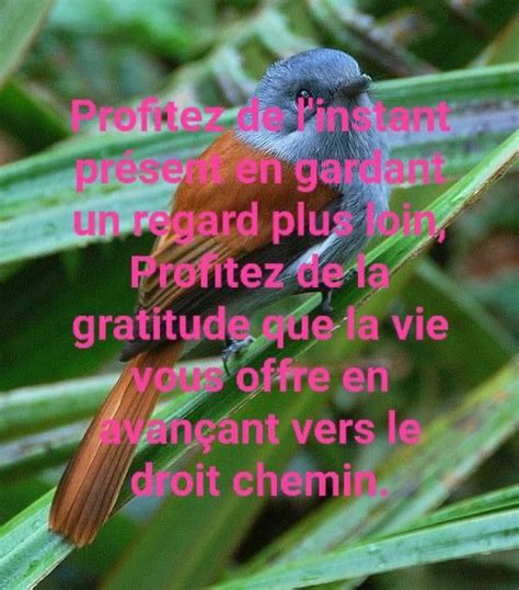 Pingl Par Helene Papillon Sur Citations Et Pens Es Damour Citation