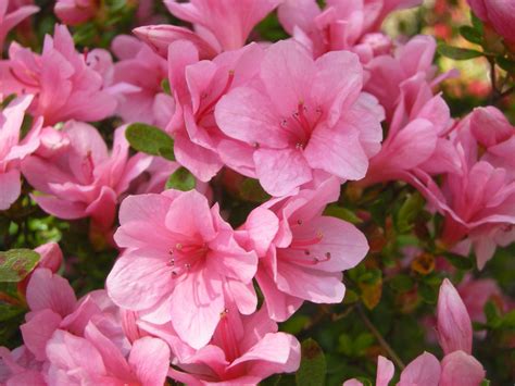 This Month in Diseases: Azalea - Greenhouse Product News