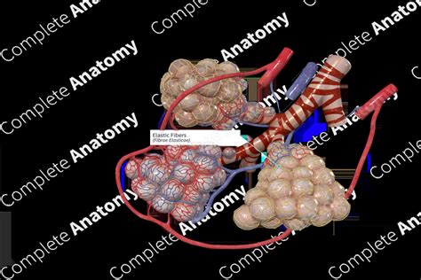 Elastic Fibers | Complete Anatomy