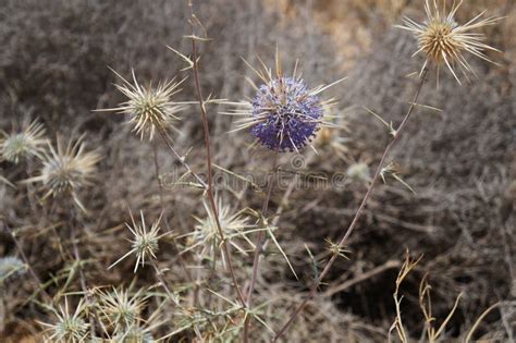 Flower In The Desert Is Dry Land Daisy Stock Image Image Of Nature