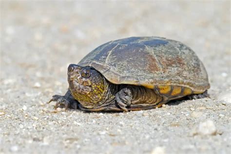 Turtles In Pennsylvania Species With Pictures Reptiles Time