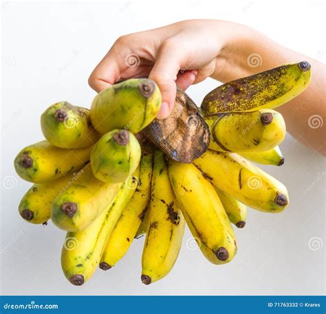 Gros Michel Bananas Branch Ripe Stock Photography