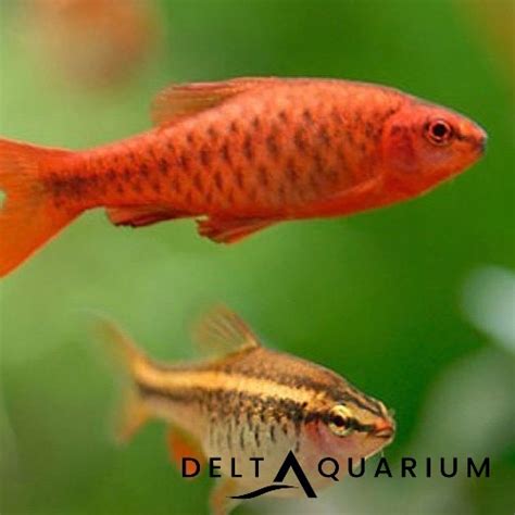 Buy Cherry Barb Uk Tropical Fish Delivered