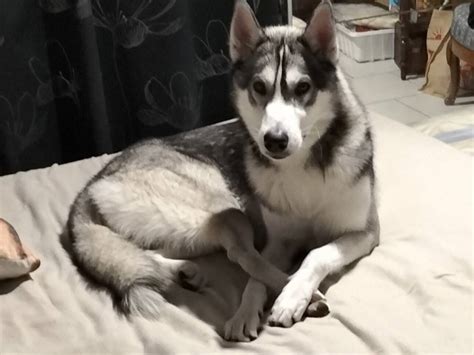 Husky Sib Rien Disponible Pour Saillie Petite Annonce Chien