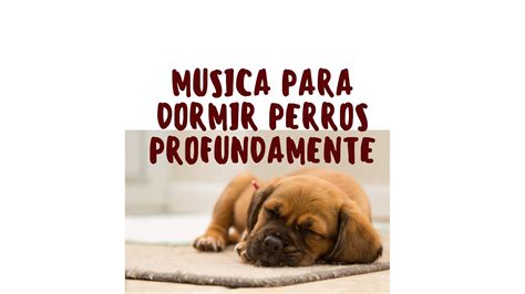 MÚSICA PARA DORMIR PERROS PROFUNDAMENTE YouTube