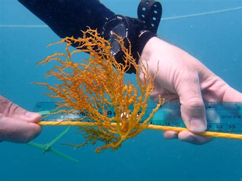 First Test Of Tropical Seaweed Farming For Bi Eurekalert