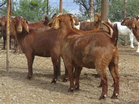 Kalahari Red Goats - KUHLASE LIVESTOCK FARMING