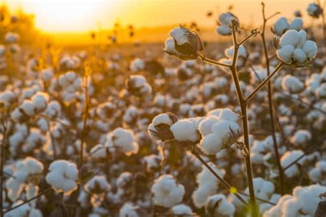 Fiori Di Cotone Tante Idee Per Poterli Usare A Scopo Decorativo