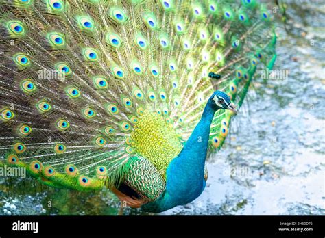 Close Up Of A Elegant Indian Male Peacock Bird Displaying His Beautiful