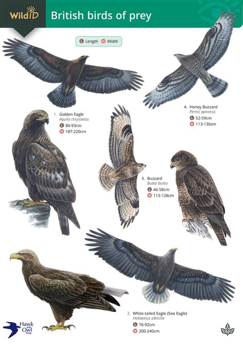 Birds of Prey guide – Field Studies Council