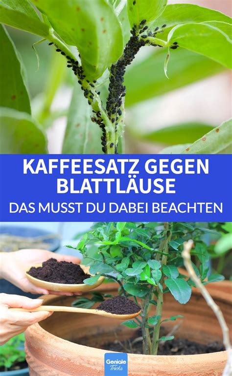 Hilft Kaffeesatz Gegen Blattl Use Im Garten Unkraut Im Garten