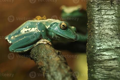 Curious Chinese Gliding Frog Sitting on a Tree Branch 3636488 Stock ...