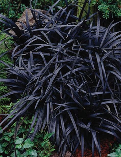 Plant Grass Black Mondo Ebony Knight In Planter With Japanese Maple Garden Shrubs Shade