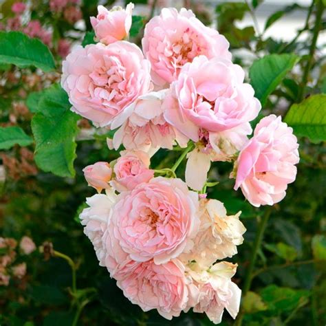 Felicia | Roses' Name