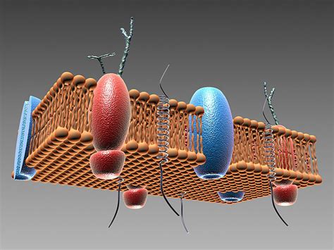 3d Model Cell Membrane