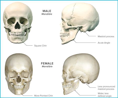 Masculine Facial Dimorphism