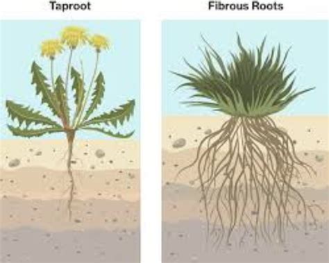 What does the root of a plantar wart look like: Pictures, Causes, Types ...