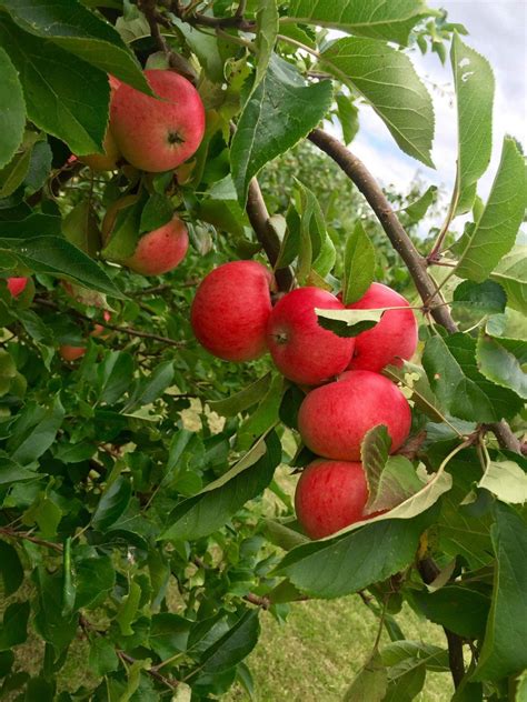 Fotos Gratis Fruta Flor Comida Produce Manzana Roja Frutas