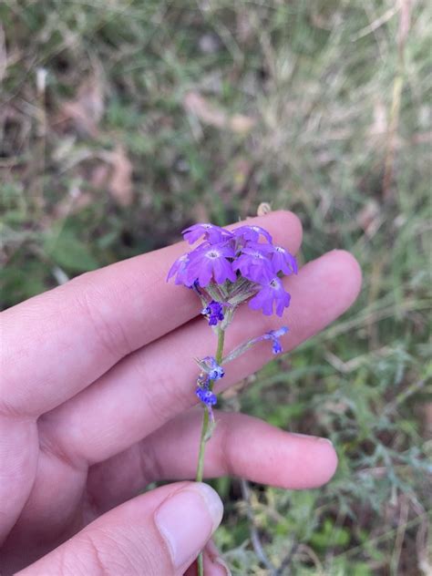 South American Mock Vervain From Carnarvon Au Ql Bh Au Ql Au On