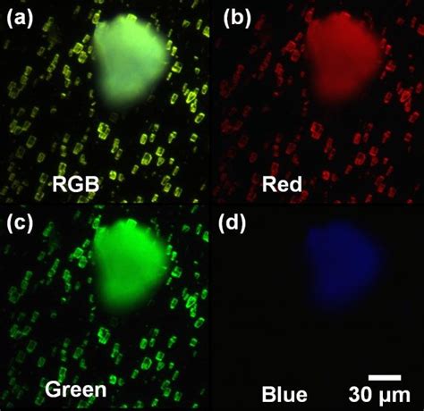 Luminescence Micrograph Of GaN Crystals And A Resolidified Seed