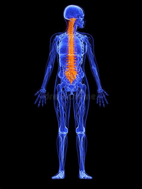 D Anatomia Spina Dorsale Illustrazione Di Stock Illustrazione Di