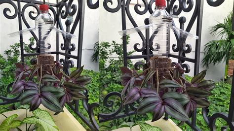 How To Make Hanging Pots With Tradescantia Pallida By Bottle Plastic