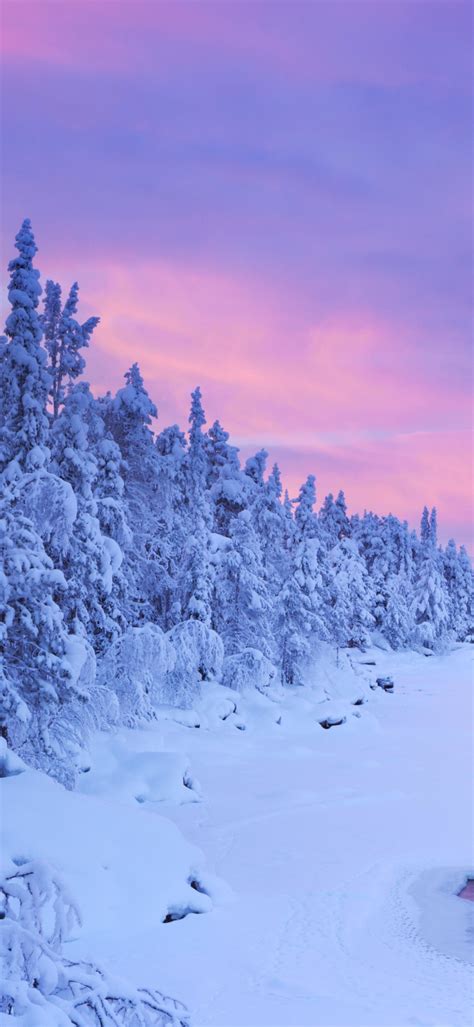 Les Fonds Décran Hiver Nature Laponie Neige Mélèze Les Images et