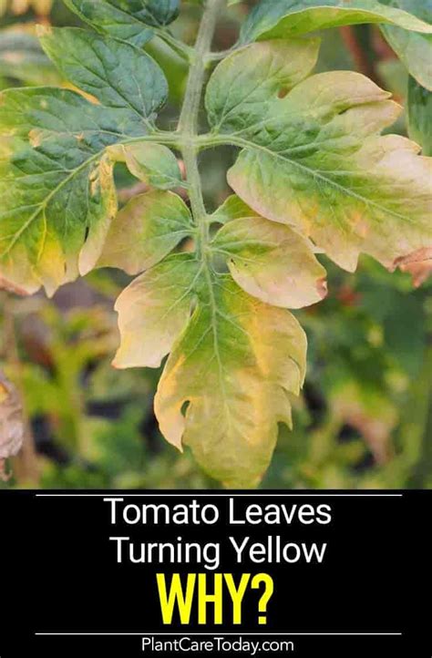 Tomato Plant Leaves - Vegetable