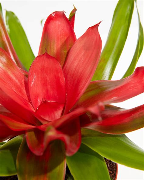 Neoregelia Bromeliad Indoor Plants Lively Root