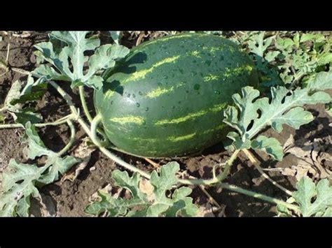 Cosechando Sandías Pepinos y Melones YouTube