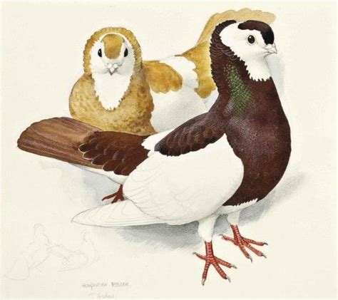 Things Of Beauty I Like To See Watercolors Of Pigeon Breeds By