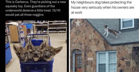 40+ Funny Dog Memes To Get You Through This Week (October 24, 2023)