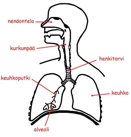 Biologia Hengityselimist Hapen Otto Ja Hiilidioksidin Poisto