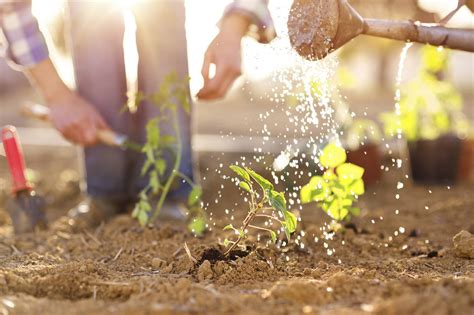 Pr T Feu Plantez C Est Le Moment De Lancer Votre Potager