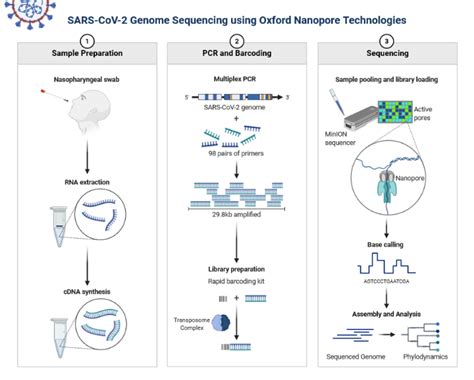 SARS CoV 2 Genome Sequencing Using Oxford Nanopore Technologies