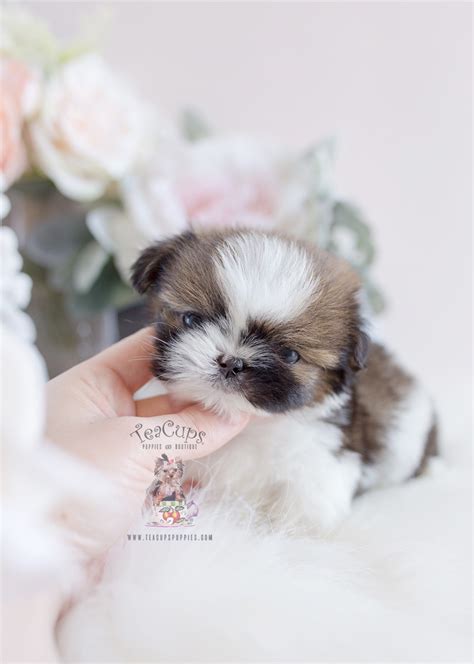 Teacup Puppy Breeds For Sale | Teacup Puppies & Boutique