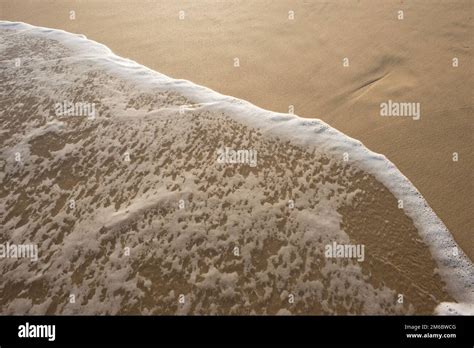 Mousse De Mer De Plage Banque De Photographies Et Dimages Haute