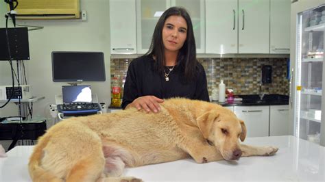 Yoldaki köpeği ezen sürücü kaçtı